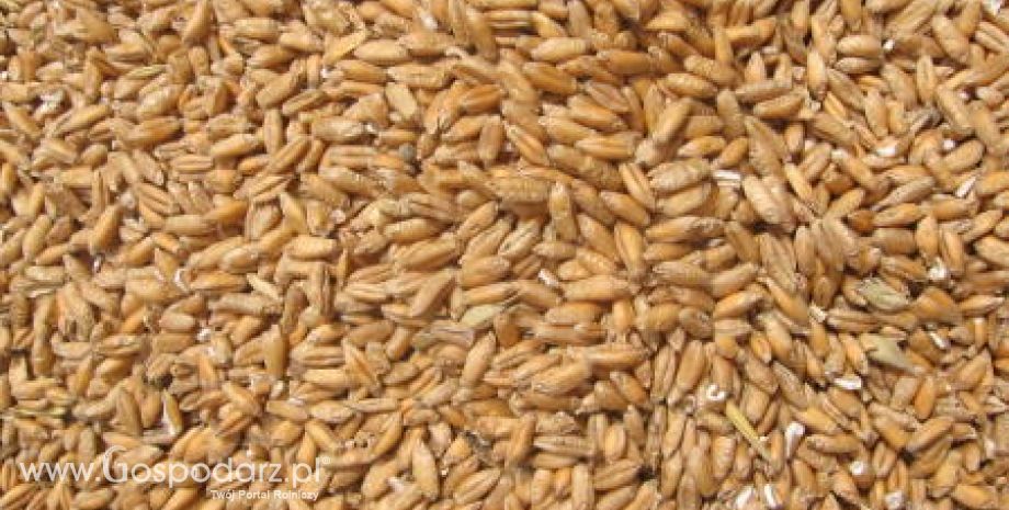 Ceny zbóż na giełdach światowych– 28.11.2011