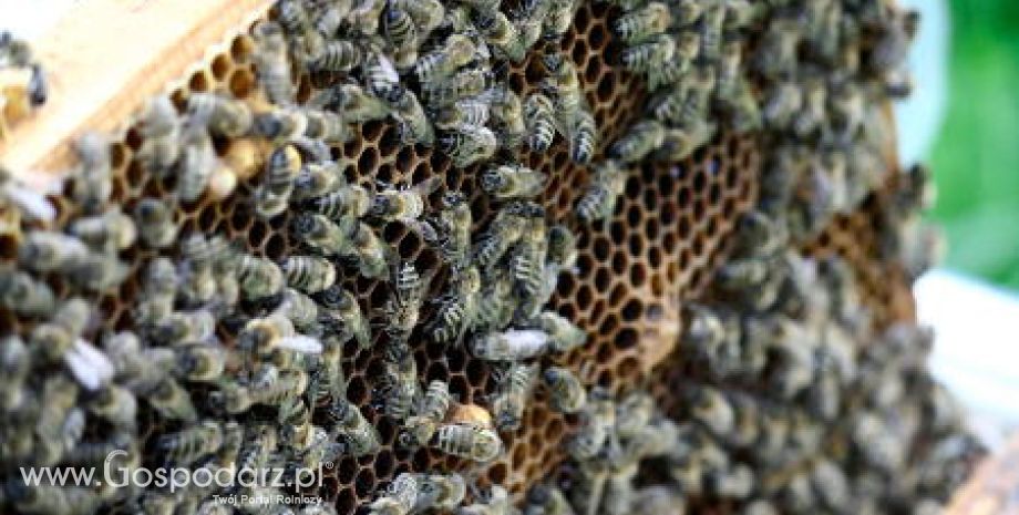 Niemcy – Roztocza atakują pszczoły