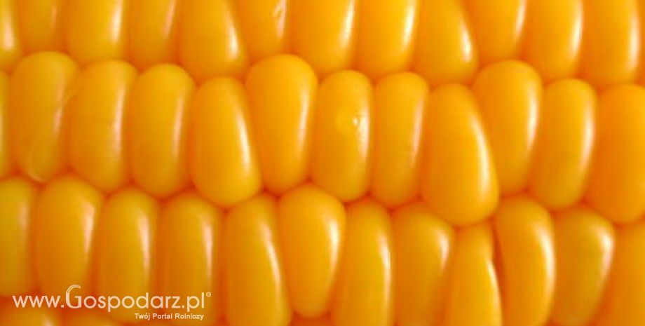 USA – Obawy o uprawy kukurydzy