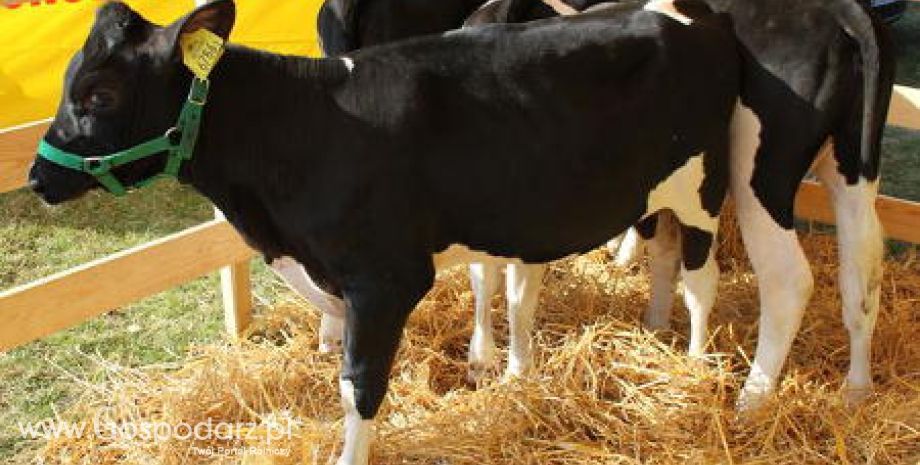 Holandia – Zabójczy wirus wśród bydła
