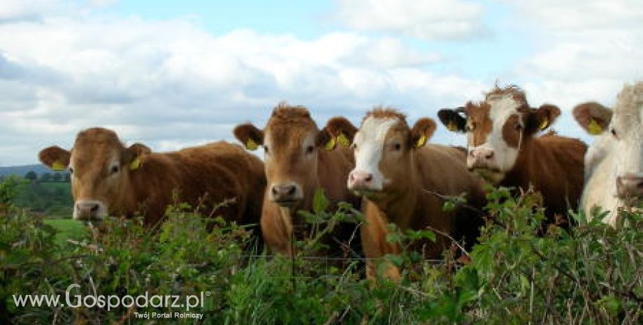 Kanada – Potrzebne jest wsparcie w sektorze wołowiny