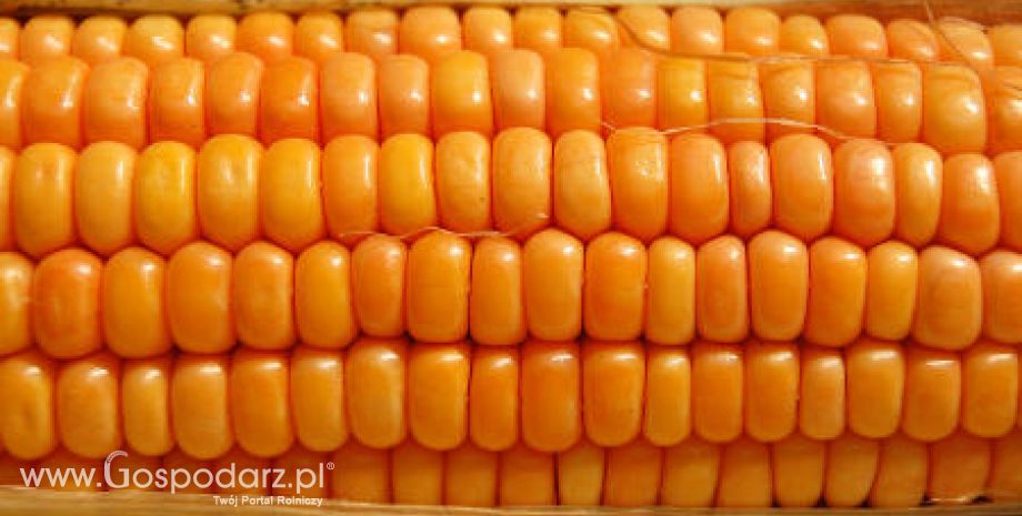 Wzrost eksportu unijnej kukurydzy