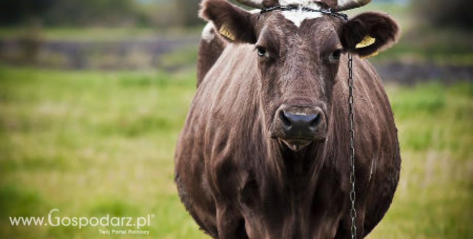 Polska wołowina straciła tureckiego klienta na rzecz Irlandii