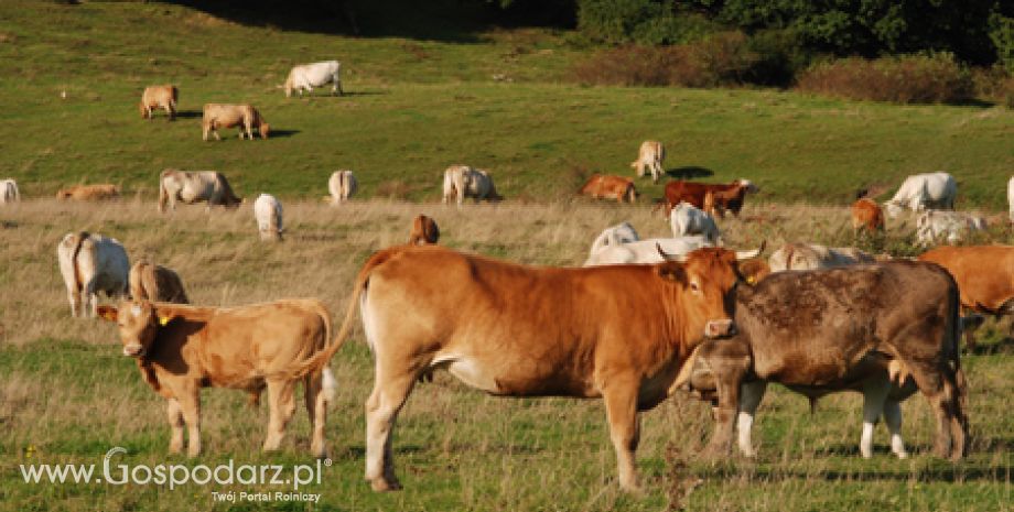 Seminarium pt.: Dobre praktyki rolnicze - produkcja bydła mięsnego