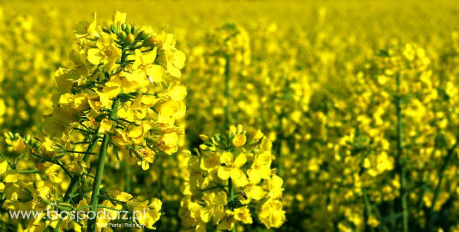 Ukraina – Bezcłowe kontyngenty eksportowe pszenicy i kukurydzy