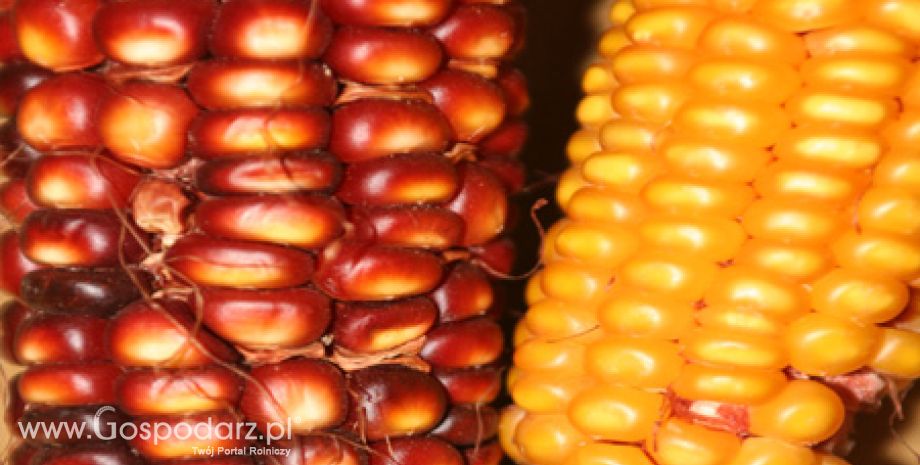 Ekstrakcja oleju z DDGS sposobem na dywersyfikację przychodów producentów etanolu z kukurydzy