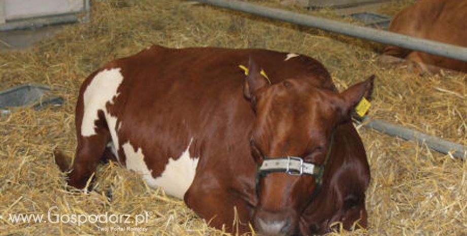 Nowa Zelandia – Spadek eksportu wołowiny
