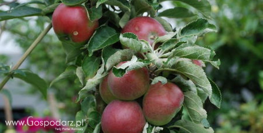 Na południu Polski tegoroczne zbiory owoców będą udane
