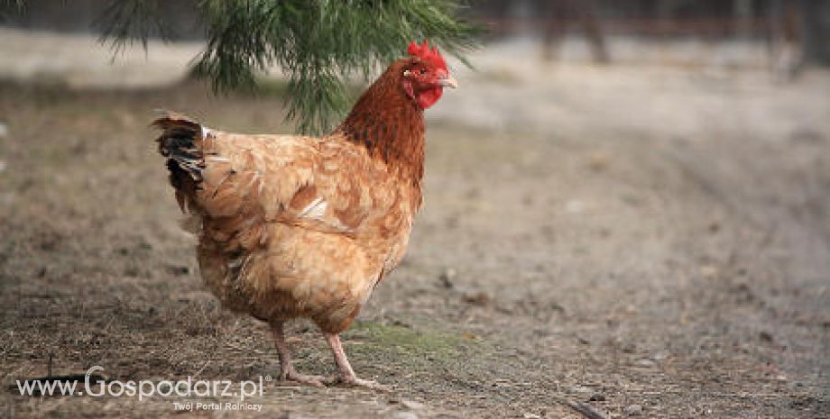 Obrońcy zwierząt apelują aby nie odwlekać terminu zmian w sprawie nowych klatek dla kur