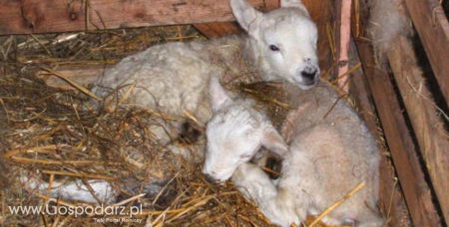Dobra informacja dla hodowców owiec z województwa świętokrzyskiego