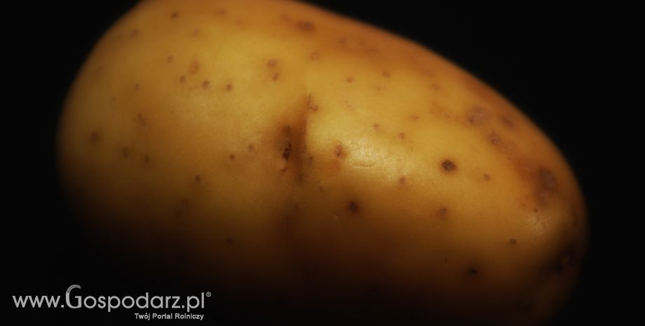 Wielka Brytania – Rynek ziemniaków