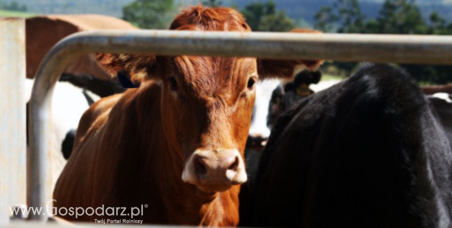 Australia – Zakaz eksportu rzeźnego bydła do Indonezji?