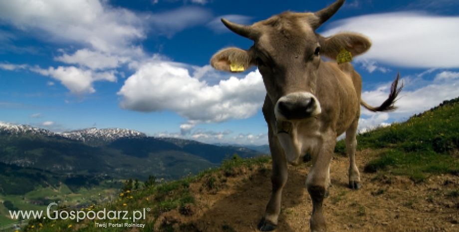 Austria – Przekroczenie kwoty mlecznej
