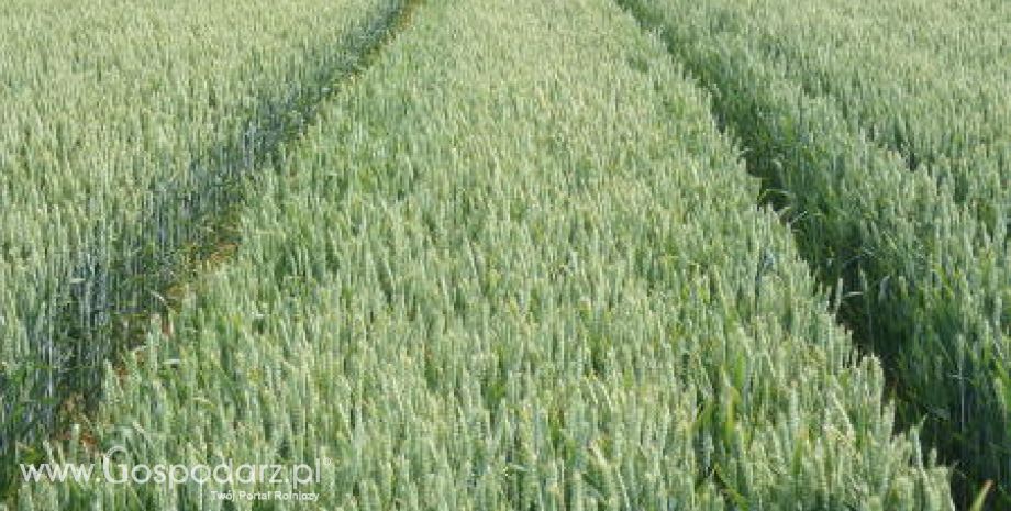 Wzrost średnich plonów unijnej pszenicy miękkiej