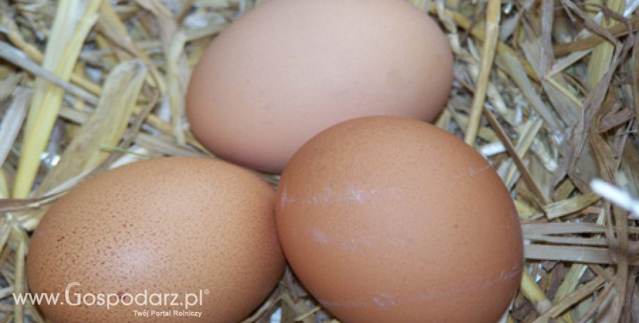 Sprzedaż jaj z chowu klatkowego po 2011 roku