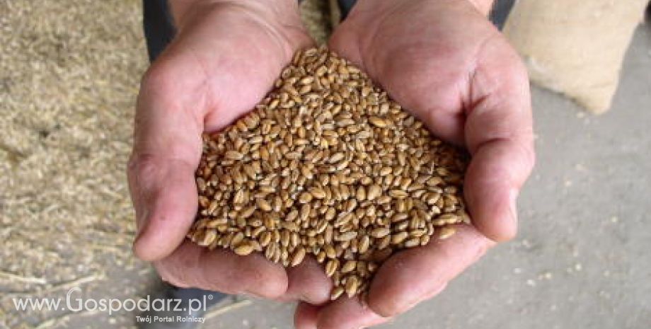 Chiny – Susza przyniesie za sobą podwyżki pszenicy na całym świecie