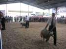 Owce- Szepietowo 2012 XIX Regionalna Wystawa Zwierząt Hodowlanych