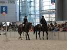 CAVALIADA 2013 w Poznaniu