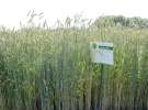 Zielone AGRO SHOW – POLSKIE ZBOŻA 2014 w Sielinku - niedziela