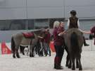 CAVALIADA 2013 w Poznaniu