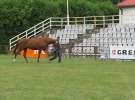 Wystawa Koni Sielinko 2011