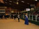 Wystawa  Blickpunkt Rind 2013 w miejscowości Paaren/Glien (Niemcy)