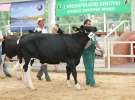 Wystawa bydła Sielinko 2011
