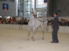 CAVALIADA 2013 w Poznaniu