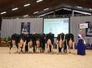 Wystawa  Blickpunkt Rind 2013 w miejscowości Paaren/Glien (Niemcy)