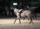 CAVALIADA 2013 w Poznaniu