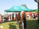 Zielone AGRO SHOW – POLSKIE ZBOŻA 2014 w Sielinku - niedziela