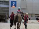 CAVALIADA 2013 w Poznaniu