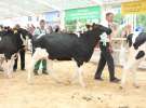Wystawa bydła Sielinko 2011