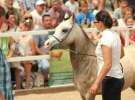 Zielone AGRO SHOW – POLSKIE ZBOŻA 2014 w Sielinku - niedziela