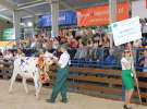 Bydło - Szepietowo 2012 XIX Regionalna Wystawa Zwierząt Hodowlanych