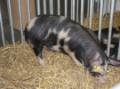 Międzynarodowe Targi Hodowli Zwierząt FARMA