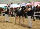 VII Ogólnopolska Wystawa Bydła Hodowlanego - Sielinko 2012