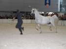 CAVALIADA 2013 w Poznaniu