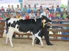 Bydło - Szepietowo 2012 XIX Regionalna Wystawa Zwierząt Hodowlanych