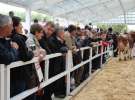 VII Ogólnopolska Wystawa Bydła Hodowlanego - Sielinko 2012