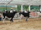 Wystawa bydła Sielinko 2011