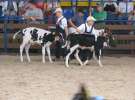 Młody Hodowca - Szepietowo 2012 XIX Regionalna Wystawa Zwierząt Hodowlanych
