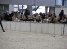 CAVALIADA 2013 w Poznaniu