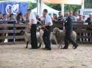 Owce- Szepietowo 2012 XIX Regionalna Wystawa Zwierząt Hodowlanych