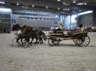 CAVALIADA 2013 w Poznaniu