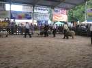 Owce- Szepietowo 2012 XIX Regionalna Wystawa Zwierząt Hodowlanych
