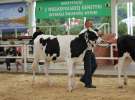 Wystawa bydła Sielinko 2011