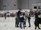 CAVALIADA 2013 w Poznaniu