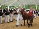 Prezentacja Championów na VII Ogólnopolskiej Wystawie Bydła Hodowlanego w Sielinku 2012