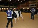 Wystawa  Blickpunkt Rind 2013 w miejscowości Paaren/Glien (Niemcy)